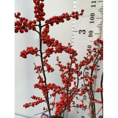 234 - 2 LARGE HOLLY ILEX VERTICILLATA WINTERBERRY IN 5 LTR POTS. APPROX 120CM TALL LADEN WITH BERRIES. TO ... 