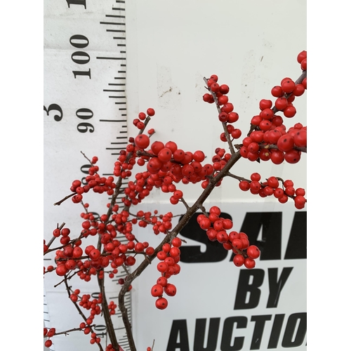 234 - 2 LARGE HOLLY ILEX VERTICILLATA WINTERBERRY IN 5 LTR POTS. APPROX 120CM TALL LADEN WITH BERRIES. TO ... 