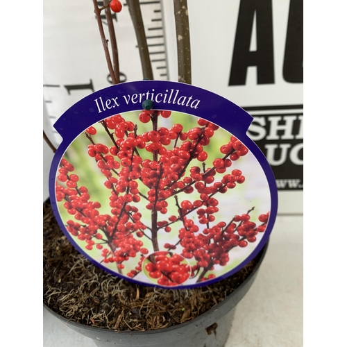 234 - 2 LARGE HOLLY ILEX VERTICILLATA WINTERBERRY IN 5 LTR POTS. APPROX 120CM TALL LADEN WITH BERRIES. TO ... 