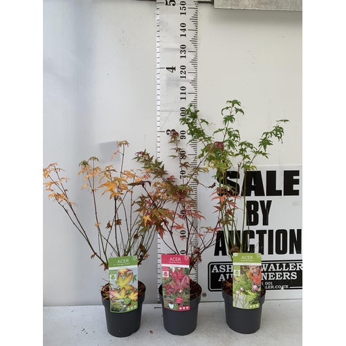 236 - THREE ACER PALMATUMS 'LITTLE PRINCESS', 'BENI-MAIKO' AND 'GOING GREEN' IN 3 LTR POTS. APPROX 90-110C... 