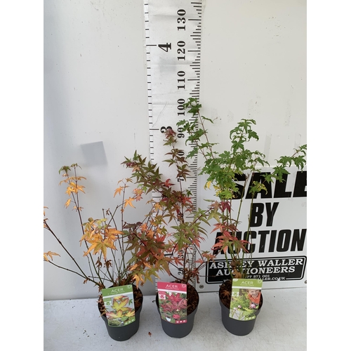 236 - THREE ACER PALMATUMS 'LITTLE PRINCESS', 'BENI-MAIKO' AND 'GOING GREEN' IN 3 LTR POTS. APPROX 90-110C... 