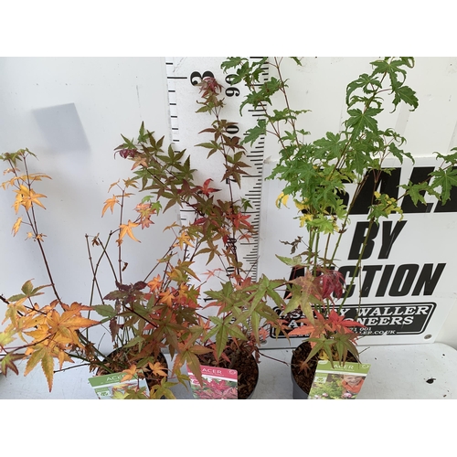 236 - THREE ACER PALMATUMS 'LITTLE PRINCESS', 'BENI-MAIKO' AND 'GOING GREEN' IN 3 LTR POTS. APPROX 90-110C... 