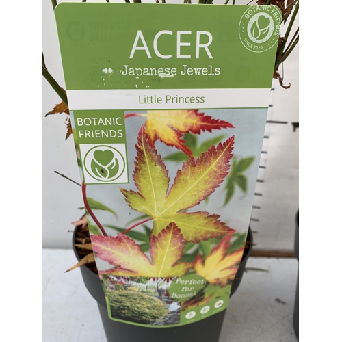 236 - THREE ACER PALMATUMS 'LITTLE PRINCESS', 'BENI-MAIKO' AND 'GOING GREEN' IN 3 LTR POTS. APPROX 90-110C... 