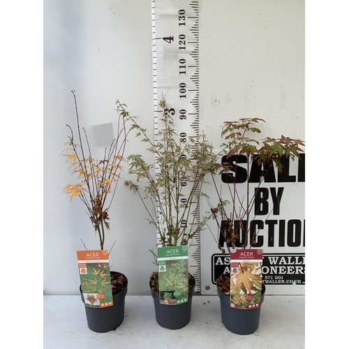 237 - THREE ACER PALMATUMS 'RED WINE', 'BUTTERFLY' AND 'WILSON'S PINK DWARF' IN 3 LTR POTS. APPROX 90CM IN... 