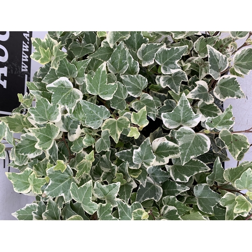 238 - EIGHTEEN VARIEGATED TRAILING IVY PLANTS IN 6CM POTS ON A TRAY. TO BE SOLD FOR THE EIGHTEEN