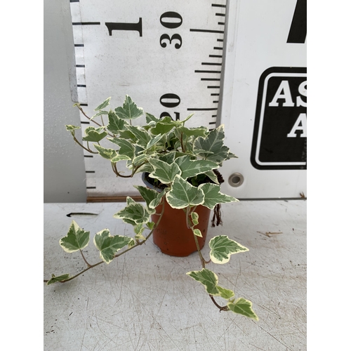 238 - EIGHTEEN VARIEGATED TRAILING IVY PLANTS IN 6CM POTS ON A TRAY. TO BE SOLD FOR THE EIGHTEEN