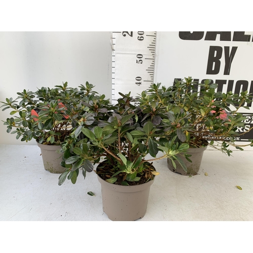 239 - THREE AZALEA JAPONICA SHRUBS IN RED AND GEISHA ORANGE IN 2 LTR POTS. APPROX 40CM IN HEIGHT TO BE SOL... 