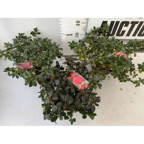 239 - THREE AZALEA JAPONICA SHRUBS IN RED AND GEISHA ORANGE IN 2 LTR POTS. APPROX 40CM IN HEIGHT TO BE SOL... 