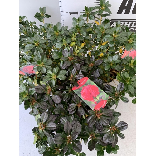 239 - THREE AZALEA JAPONICA SHRUBS IN RED AND GEISHA ORANGE IN 2 LTR POTS. APPROX 40CM IN HEIGHT TO BE SOL... 