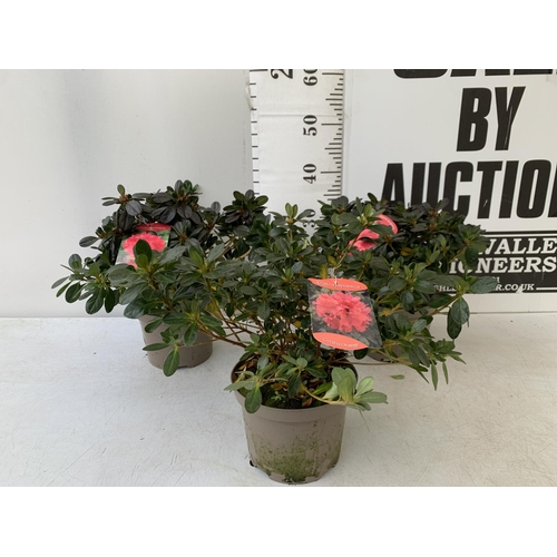 240 - THREE AZALEA JAPONICA SHRUBS IN RED AND GEISHA ORANGE IN 2 LTR POTS. APPROX 40CM IN HEIGHT TO BE SOL... 