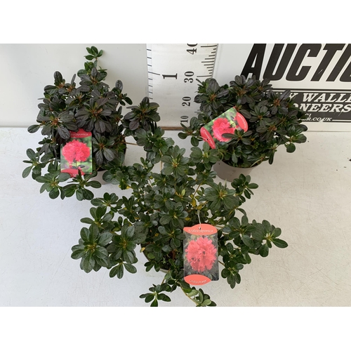 240 - THREE AZALEA JAPONICA SHRUBS IN RED AND GEISHA ORANGE IN 2 LTR POTS. APPROX 40CM IN HEIGHT TO BE SOL... 