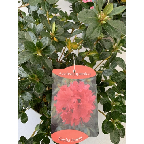 240 - THREE AZALEA JAPONICA SHRUBS IN RED AND GEISHA ORANGE IN 2 LTR POTS. APPROX 40CM IN HEIGHT TO BE SOL... 