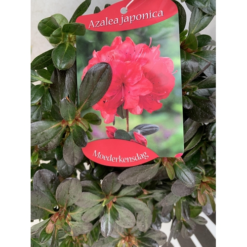 240 - THREE AZALEA JAPONICA SHRUBS IN RED AND GEISHA ORANGE IN 2 LTR POTS. APPROX 40CM IN HEIGHT TO BE SOL... 