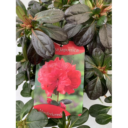 240 - THREE AZALEA JAPONICA SHRUBS IN RED AND GEISHA ORANGE IN 2 LTR POTS. APPROX 40CM IN HEIGHT TO BE SOL... 