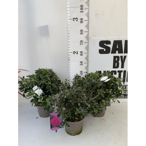 241 - THREE AZALEA JAPONICA SHRUBS IN WHITE AND PINK IN 2 LTR POTS. APPROX 40CM IN HEIGHT TO BE SOLD FOR T... 