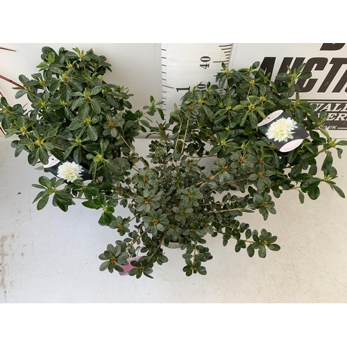 241 - THREE AZALEA JAPONICA SHRUBS IN WHITE AND PINK IN 2 LTR POTS. APPROX 40CM IN HEIGHT TO BE SOLD FOR T... 