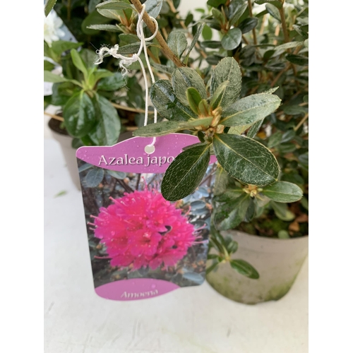 241 - THREE AZALEA JAPONICA SHRUBS IN WHITE AND PINK IN 2 LTR POTS. APPROX 40CM IN HEIGHT TO BE SOLD FOR T... 