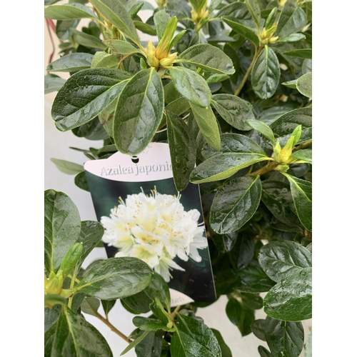 241 - THREE AZALEA JAPONICA SHRUBS IN WHITE AND PINK IN 2 LTR POTS. APPROX 40CM IN HEIGHT TO BE SOLD FOR T... 