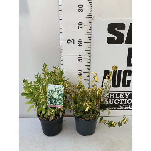 242 - TWO EUONYMOUS FORTUNA 'INTERBOLWI BLONDY' AND JAPONICA 'GOLD QUEEN'. IN 2 LTR POTS APPROX 40CM IN HE... 