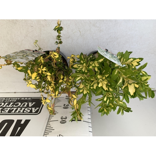 242 - TWO EUONYMOUS FORTUNA 'INTERBOLWI BLONDY' AND JAPONICA 'GOLD QUEEN'. IN 2 LTR POTS APPROX 40CM IN HE... 