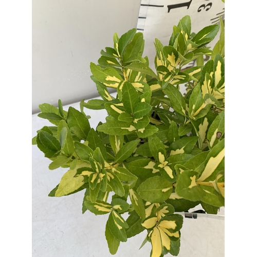 242 - TWO EUONYMOUS FORTUNA 'INTERBOLWI BLONDY' AND JAPONICA 'GOLD QUEEN'. IN 2 LTR POTS APPROX 40CM IN HE... 