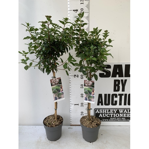 243 - TWO VIBURNUM TINUS STANDARD TREES IN BUD. IN 3 LTR POTS APPROX 120CM IN HEIGHT TO BE SOLD FOR THE TW... 