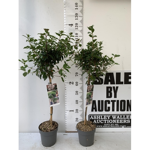 243 - TWO VIBURNUM TINUS STANDARD TREES IN BUD. IN 3 LTR POTS APPROX 120CM IN HEIGHT TO BE SOLD FOR THE TW... 