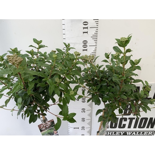 243 - TWO VIBURNUM TINUS STANDARD TREES IN BUD. IN 3 LTR POTS APPROX 120CM IN HEIGHT TO BE SOLD FOR THE TW... 