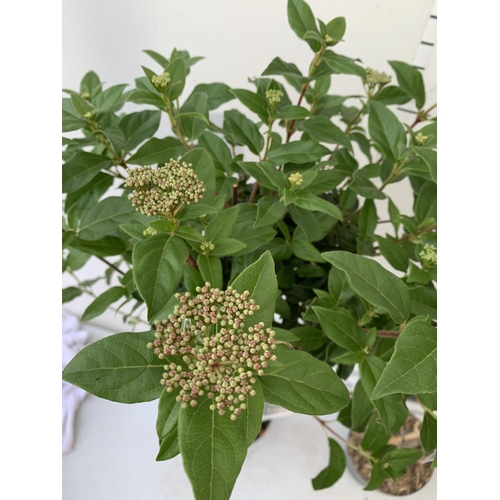 243 - TWO VIBURNUM TINUS STANDARD TREES IN BUD. IN 3 LTR POTS APPROX 120CM IN HEIGHT TO BE SOLD FOR THE TW... 