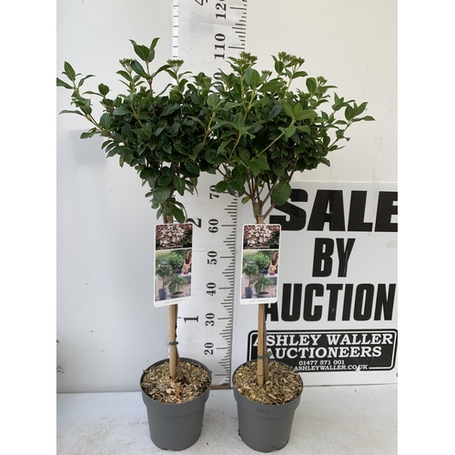 244 - TWO VIBURNUM TINUS STANDARD TREES IN BUD. IN 3 LTR POTS APPROX 110CM IN HEIGHT TO BE SOLD FOR THE TW... 