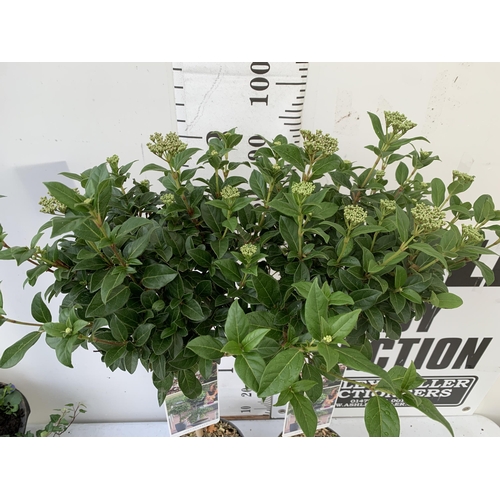 244 - TWO VIBURNUM TINUS STANDARD TREES IN BUD. IN 3 LTR POTS APPROX 110CM IN HEIGHT TO BE SOLD FOR THE TW... 