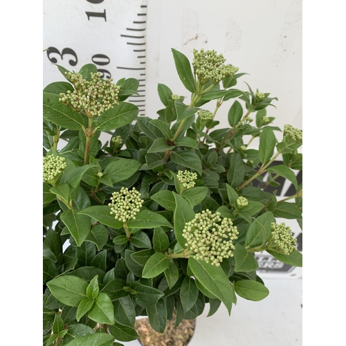 244 - TWO VIBURNUM TINUS STANDARD TREES IN BUD. IN 3 LTR POTS APPROX 110CM IN HEIGHT TO BE SOLD FOR THE TW... 