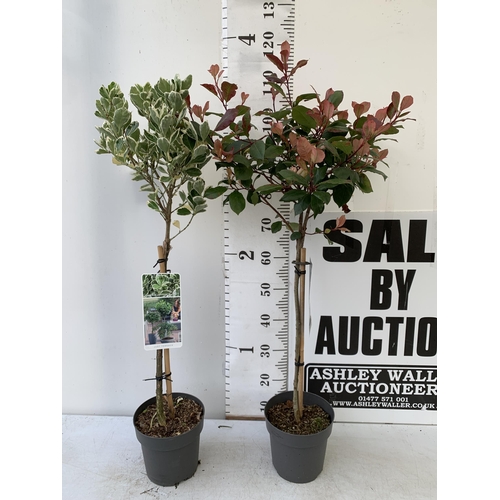 245 - MIXED STANDARD TREES ONE PHOTINIA 'RED ROBIN' AND ONE EUONYMUS JAPONICA 'KATHY'. IN 3 LTR POTS APPRO... 