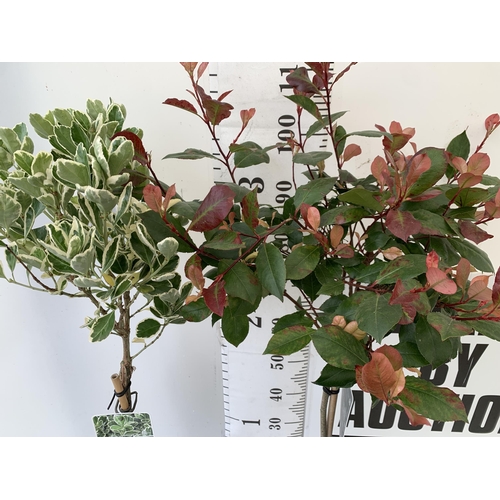 245 - MIXED STANDARD TREES ONE PHOTINIA 'RED ROBIN' AND ONE EUONYMUS JAPONICA 'KATHY'. IN 3 LTR POTS APPRO... 