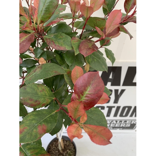 245 - MIXED STANDARD TREES ONE PHOTINIA 'RED ROBIN' AND ONE EUONYMUS JAPONICA 'KATHY'. IN 3 LTR POTS APPRO... 