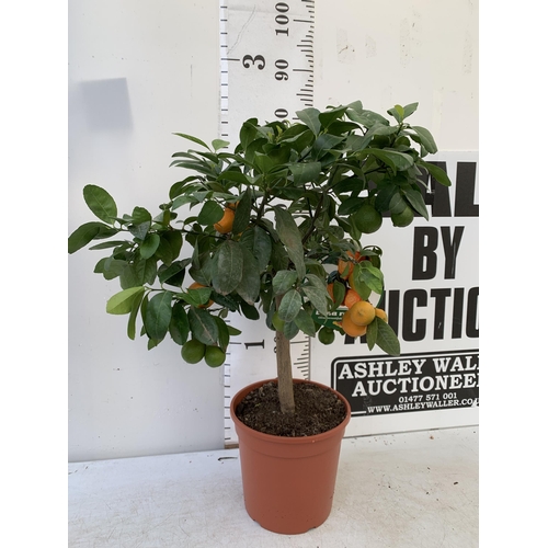 246 - ONE LIMA ROSSA ORANGE CITRUS TREE WITH FRUIT. APPROX 80CM IN HEIGHT IN A 7 LTR POT. NO VAT