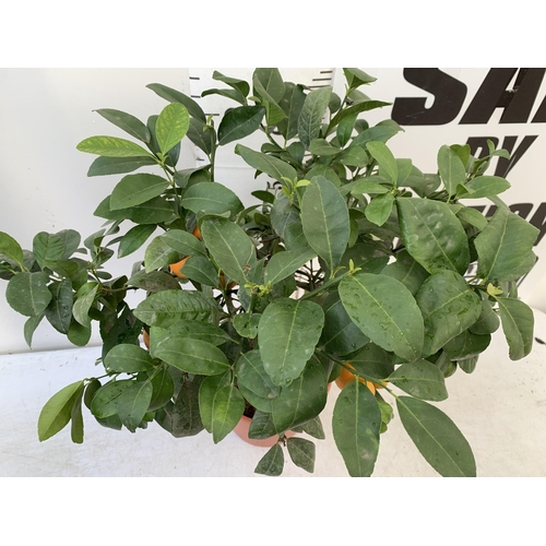 246 - ONE LIMA ROSSA ORANGE CITRUS TREE WITH FRUIT. APPROX 80CM IN HEIGHT IN A 7 LTR POT. NO VAT