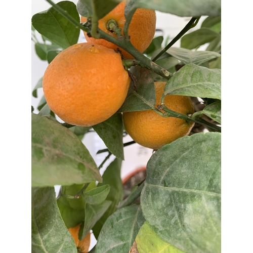 246 - ONE LIMA ROSSA ORANGE CITRUS TREE WITH FRUIT. APPROX 80CM IN HEIGHT IN A 7 LTR POT. NO VAT