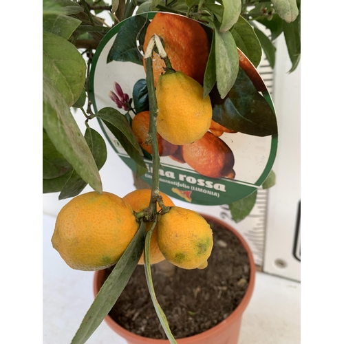 246 - ONE LIMA ROSSA ORANGE CITRUS TREE WITH FRUIT. APPROX 80CM IN HEIGHT IN A 7 LTR POT. NO VAT