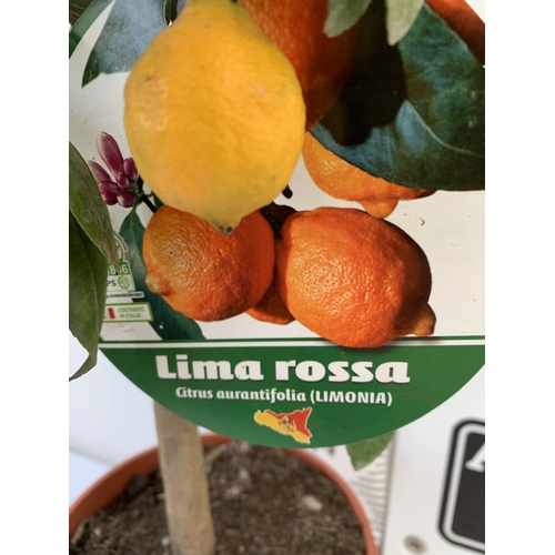 246 - ONE LIMA ROSSA ORANGE CITRUS TREE WITH FRUIT. APPROX 80CM IN HEIGHT IN A 7 LTR POT. NO VAT