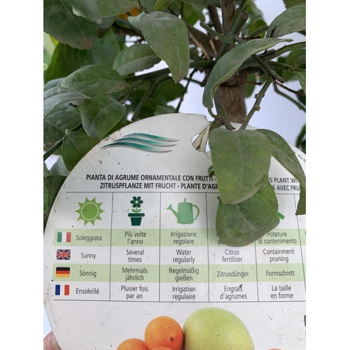 246 - ONE LIMA ROSSA ORANGE CITRUS TREE WITH FRUIT. APPROX 80CM IN HEIGHT IN A 7 LTR POT. NO VAT