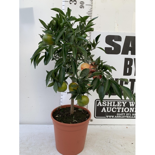 247 - ONE CALAMONDINO MANDARIN ORANGE CITRUS TREE. APPROX 80CM IN HEIGHT IN A 7 LTR POT. NO VAT