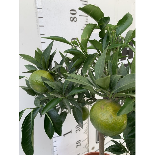 247 - ONE CALAMONDINO MANDARIN ORANGE CITRUS TREE. APPROX 80CM IN HEIGHT IN A 7 LTR POT. NO VAT