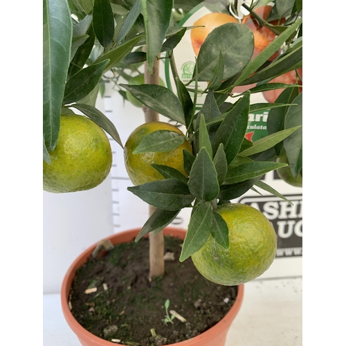 247 - ONE CALAMONDINO MANDARIN ORANGE CITRUS TREE. APPROX 80CM IN HEIGHT IN A 7 LTR POT. NO VAT