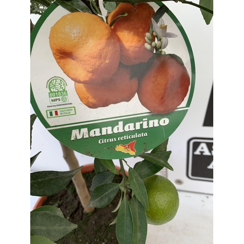 247 - ONE CALAMONDINO MANDARIN ORANGE CITRUS TREE. APPROX 80CM IN HEIGHT IN A 7 LTR POT. NO VAT