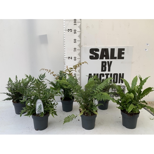 248 - SIX MIXED OUTDOOR FERNS - CYRTOMIUM, POLYSTICHUM, DRYOPTERIS, AND ASPLENIUM. IN 2 LTR POTS APPROX 40... 