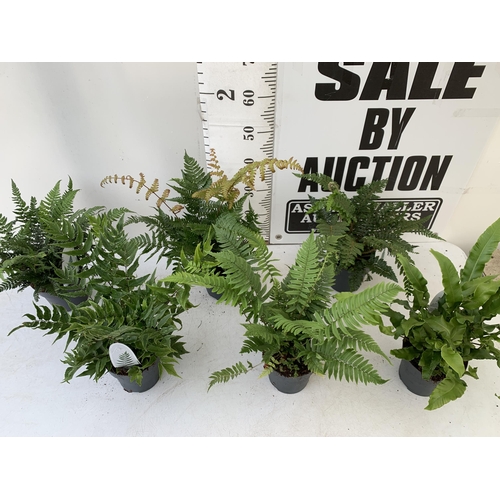 248 - SIX MIXED OUTDOOR FERNS - CYRTOMIUM, POLYSTICHUM, DRYOPTERIS, AND ASPLENIUM. IN 2 LTR POTS APPROX 40... 