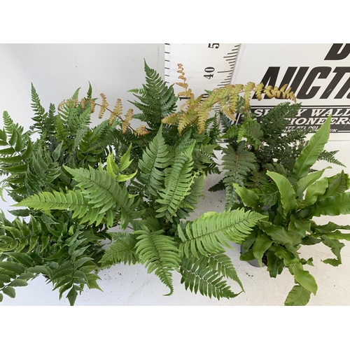 248 - SIX MIXED OUTDOOR FERNS - CYRTOMIUM, POLYSTICHUM, DRYOPTERIS, AND ASPLENIUM. IN 2 LTR POTS APPROX 40... 