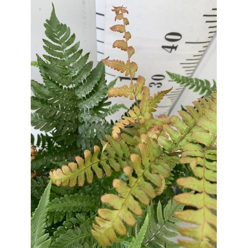 248 - SIX MIXED OUTDOOR FERNS - CYRTOMIUM, POLYSTICHUM, DRYOPTERIS, AND ASPLENIUM. IN 2 LTR POTS APPROX 40... 