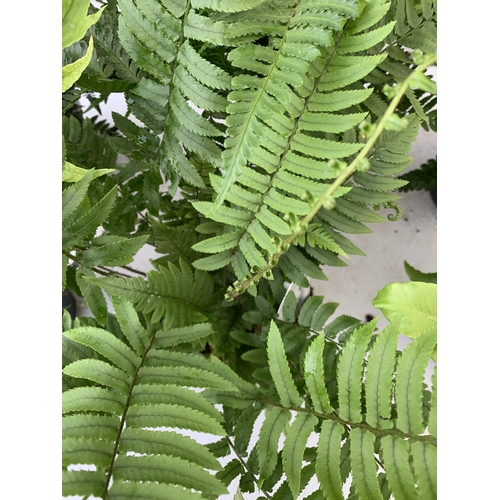 248 - SIX MIXED OUTDOOR FERNS - CYRTOMIUM, POLYSTICHUM, DRYOPTERIS, AND ASPLENIUM. IN 2 LTR POTS APPROX 40... 